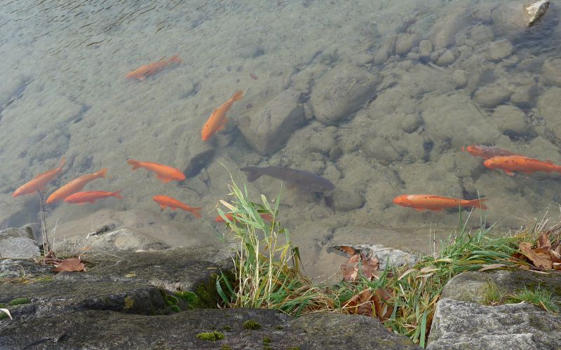 sonhar com água limpa e peixe