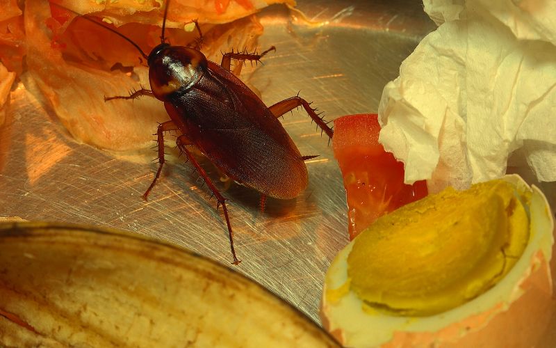 sonhar com barata na comida