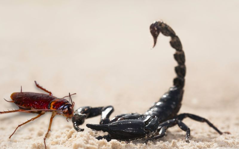 sonhar com barata e escorpião