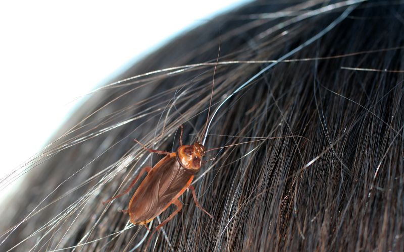 sonhar com barata no cabelo