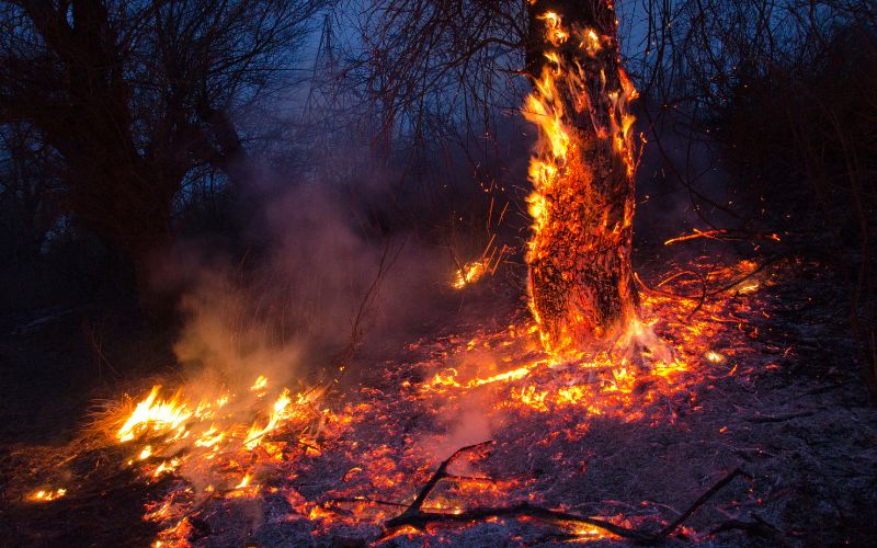  sonhar com fogo em arvore