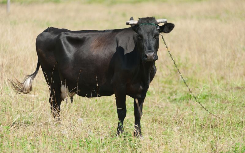 sonhar com vaca preta