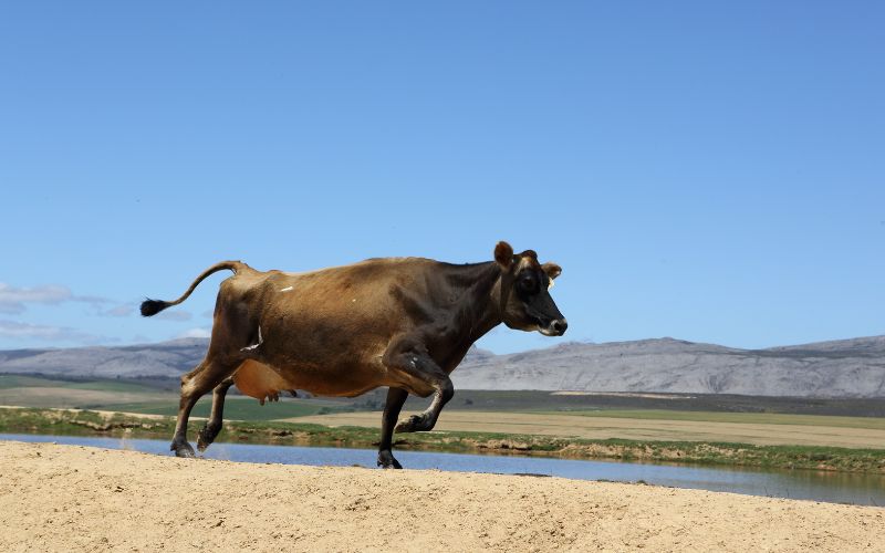 sonhar com vaca correndo atrás
