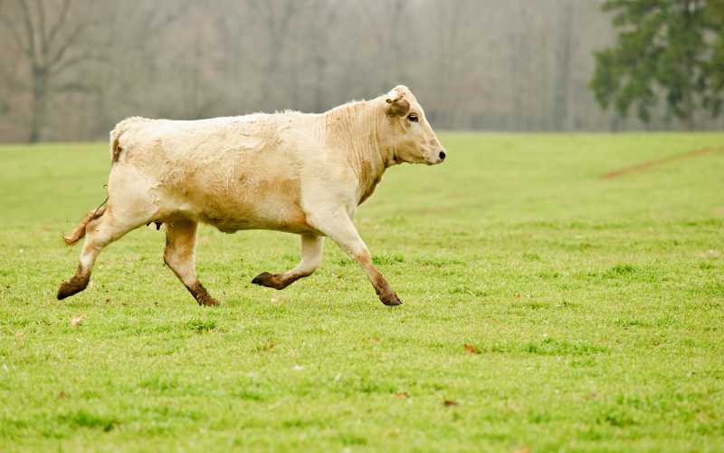 sonhar com vaca correndo