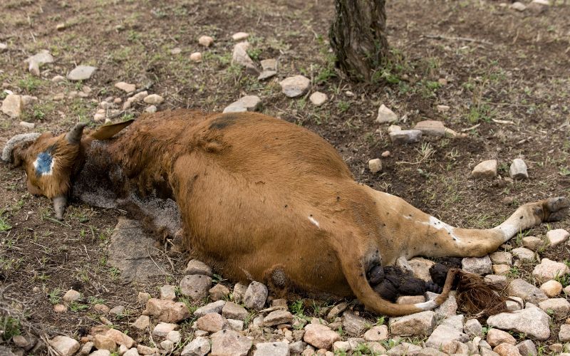  sonhar com vaca morta