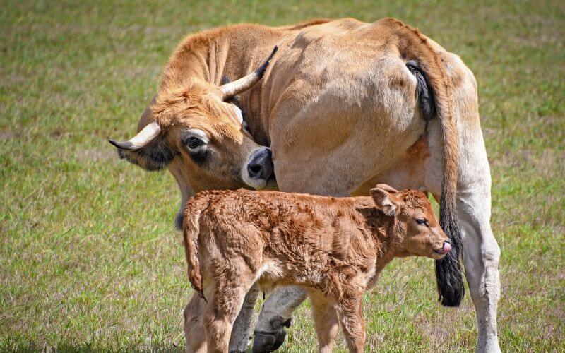  sonhar com vaca parindo