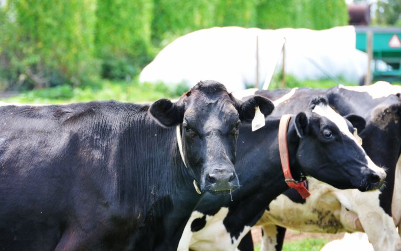 sonhar com vaca preta brava