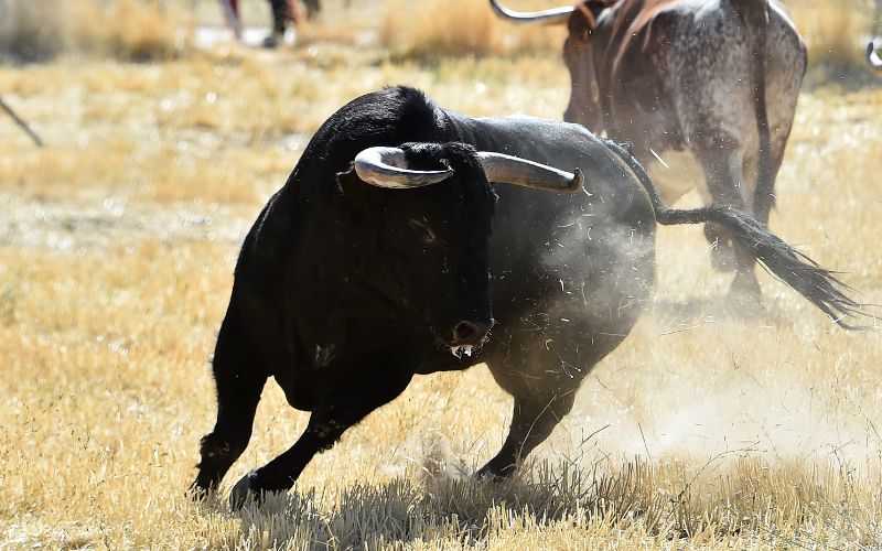 sonhar com boi correndo atrás de outra pessoa