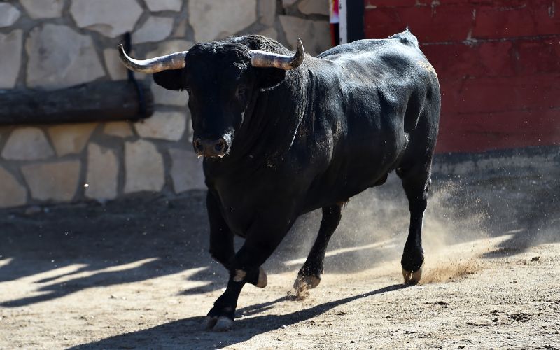 sonhar com boi preto correndo atrás de mim