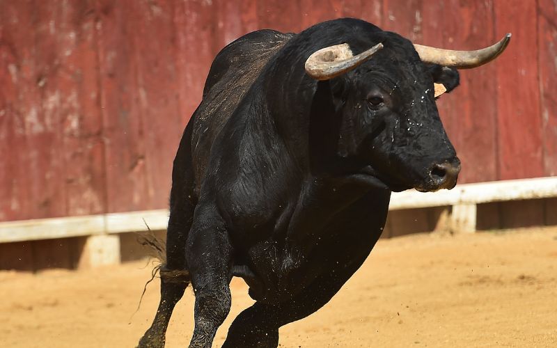 sonhar com boi preto bravo correndo atrás