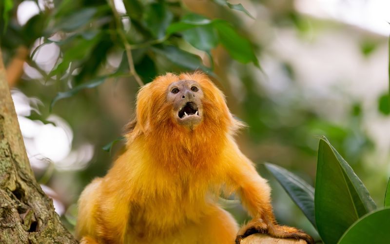 sonhar com macaco amarelo