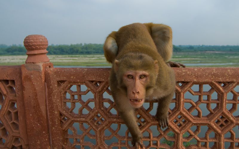 sonhar com macaco atacando