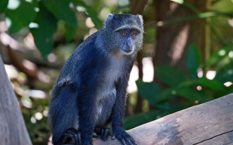 sonhar com macaco azul