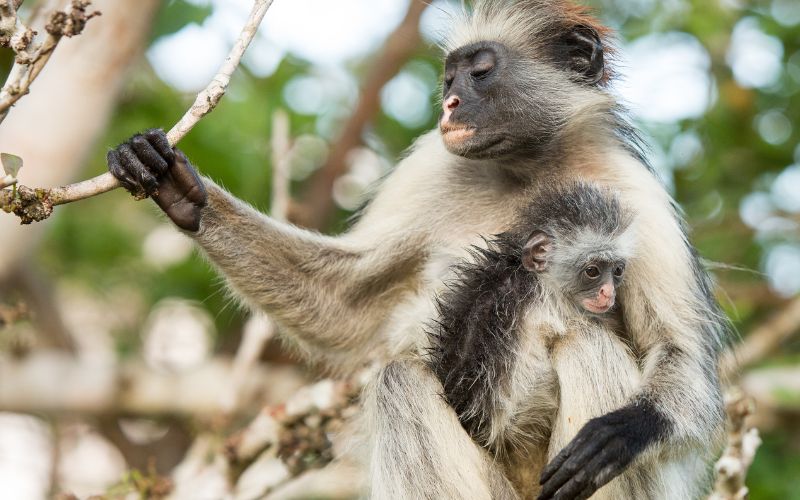 sonhar com macaco branco