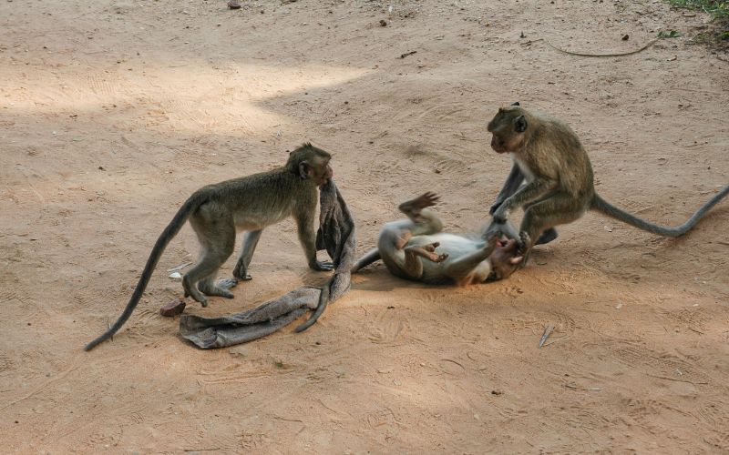 sonhar com macaco brincando