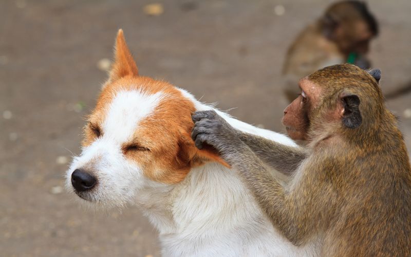 sonhar com macaco e cachorro