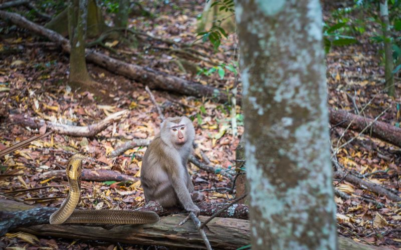 sonhar com macaco e cobra