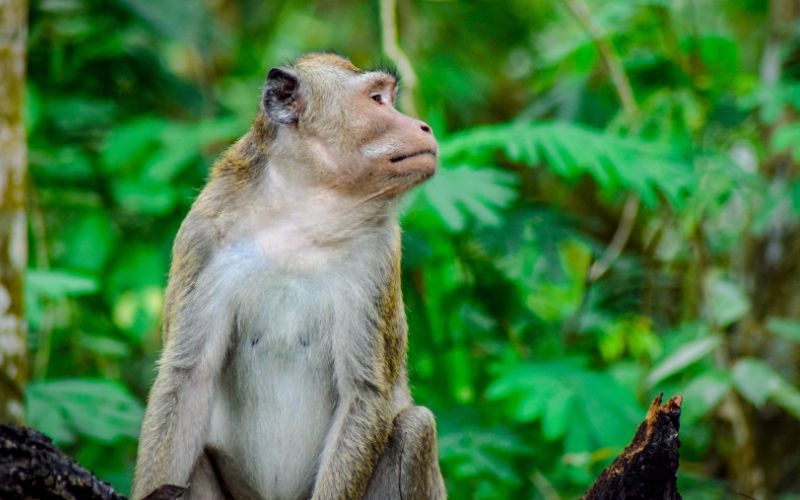 sonhar com macaco feliz