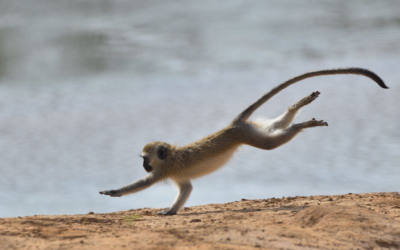 sonhar com macaco fugindo