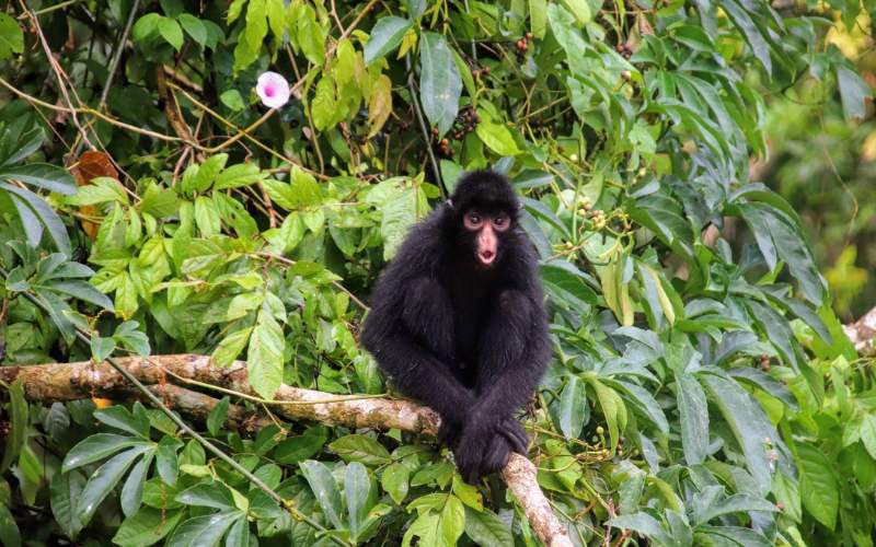 sonhar com macaco preto