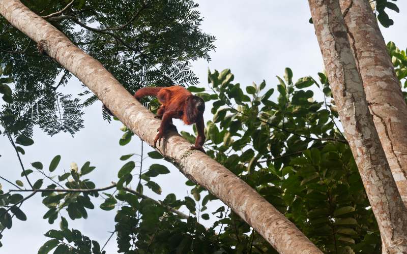 sonhar com macaco vermelho