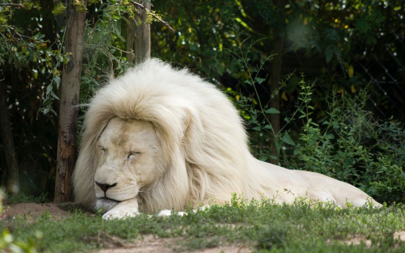 sonhar com leão branco