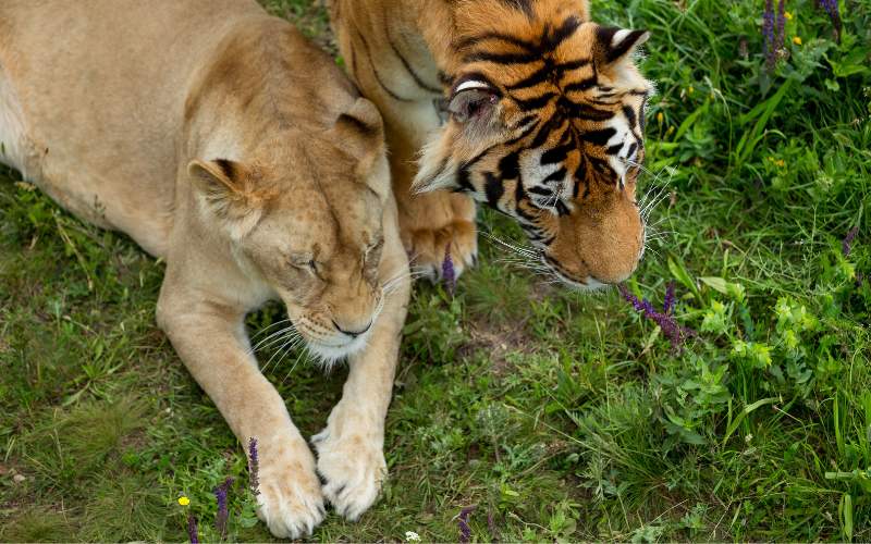 sonhar com leão e tigre