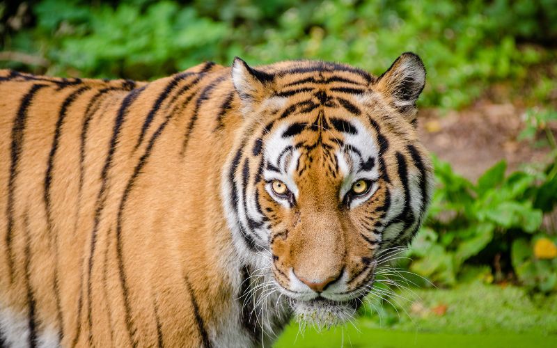 sonhar com tigre amarelo e preto