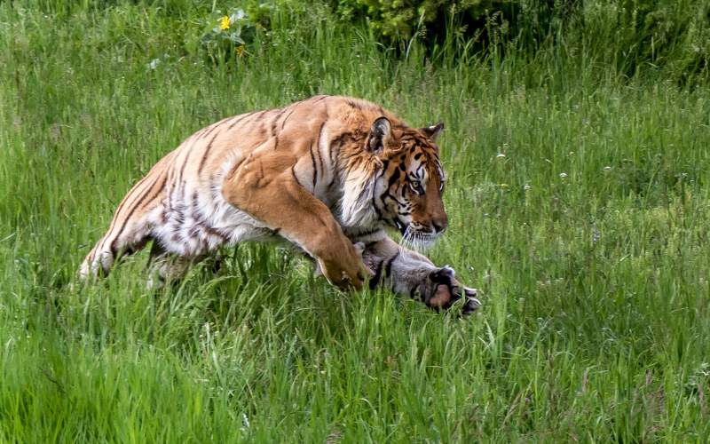 sonhar com tigre atacando