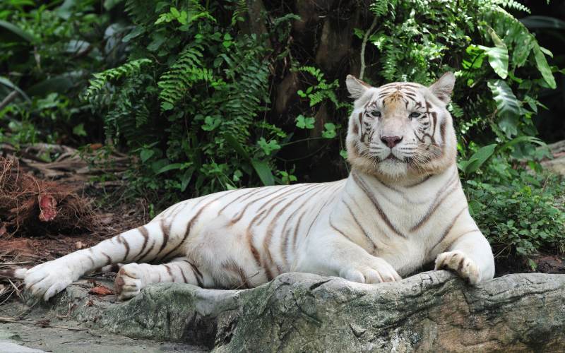  sonhar com tigre branco