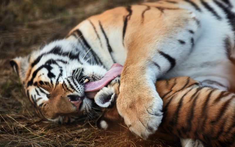 sonhar com tigre brincando