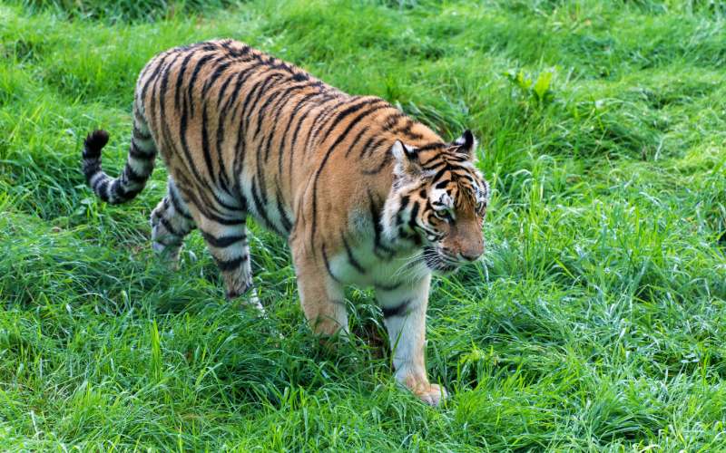 sonhar com tigre perseguindo