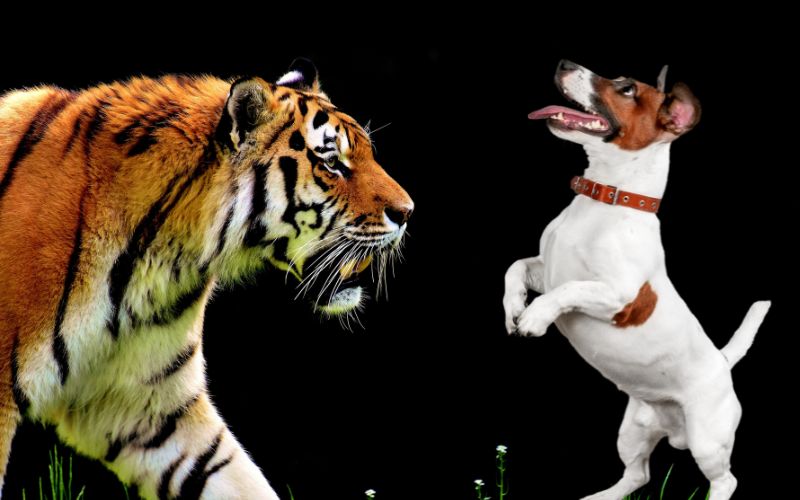 sonhar com tigre e cachorro
