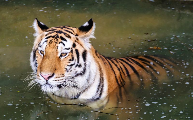 sonhar com tigre na agua